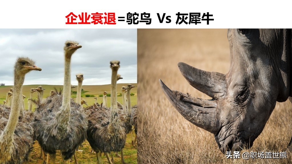 动物世界给我们的启示,动物世界教育意义