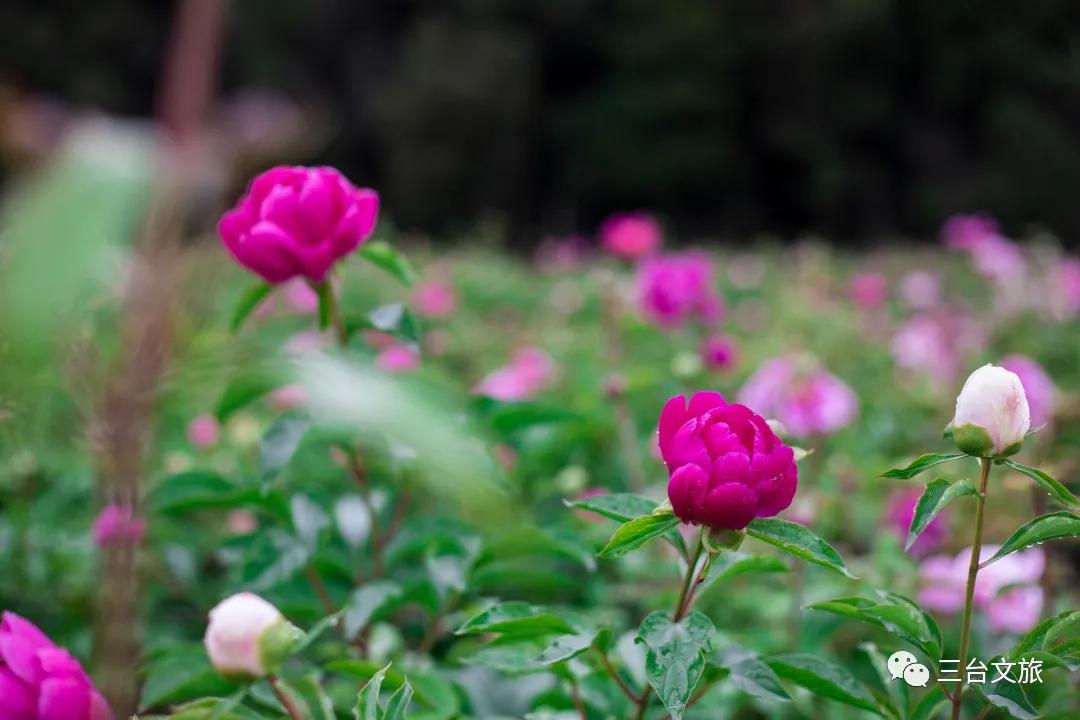 泉城公园芍药花开娇艳欲滴赛牡丹,含苞待放的芍药花娇艳欲滴