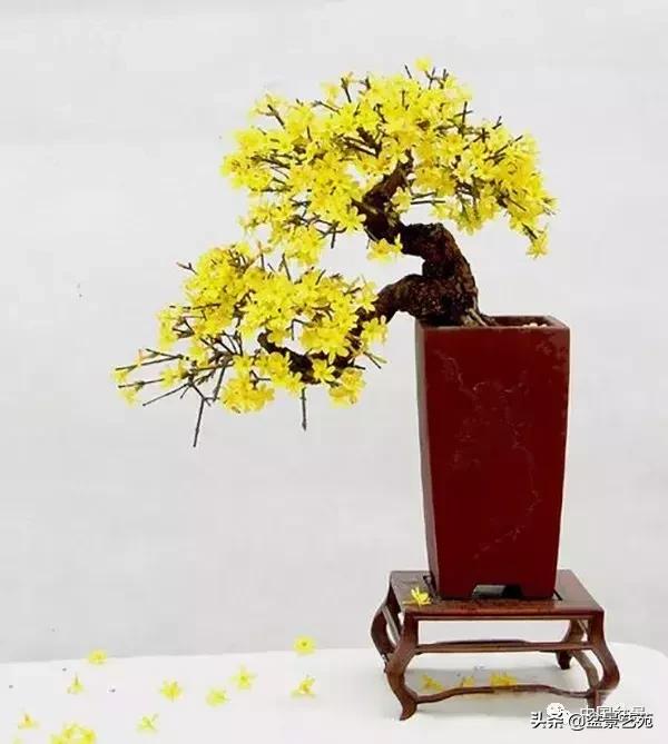 天生好养的36种盆景植物,好养的大盆景植物推荐