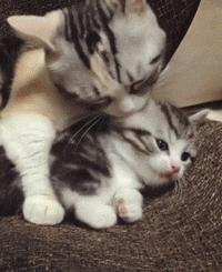 养猫家里味道突然很重怎么办,养猫后家里很臭怎么办