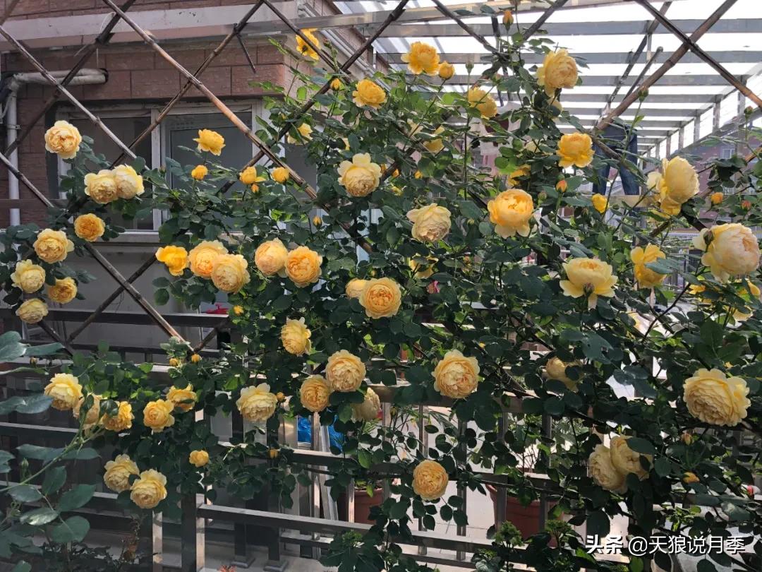 花友家的春花都开爆爆爆了，快来云赏花！（上）