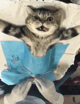 一割解千愁~你给家里的猫狗做绝育了吗？
