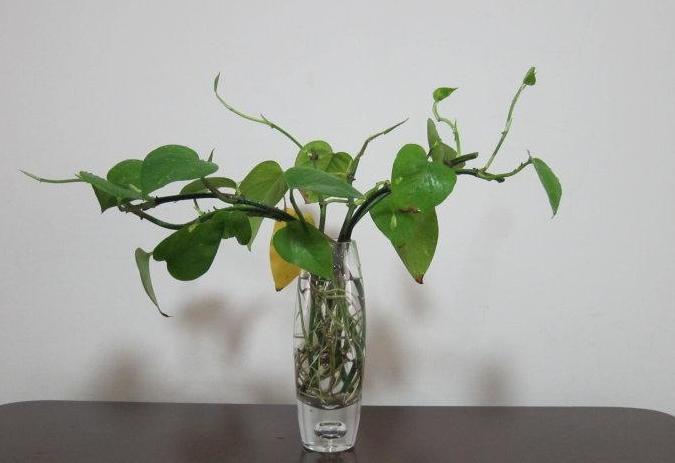 水培绿萝不生根,绿萝水培营养液