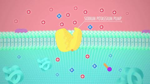 电鳗为什么不怕高压电,电鳗是怎么放电的怎么电不到自己