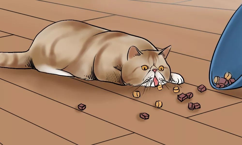 养猫的人到底有多有钱,北上广养猫的人