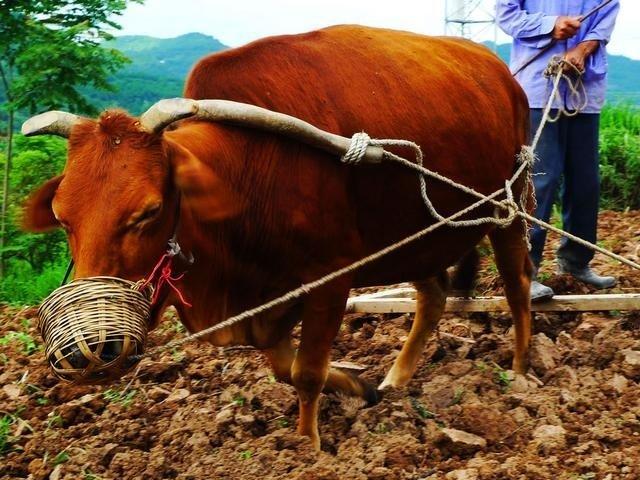 游广州长隆动物园作文400字四年级,小小动物园四年级优秀的作文400字