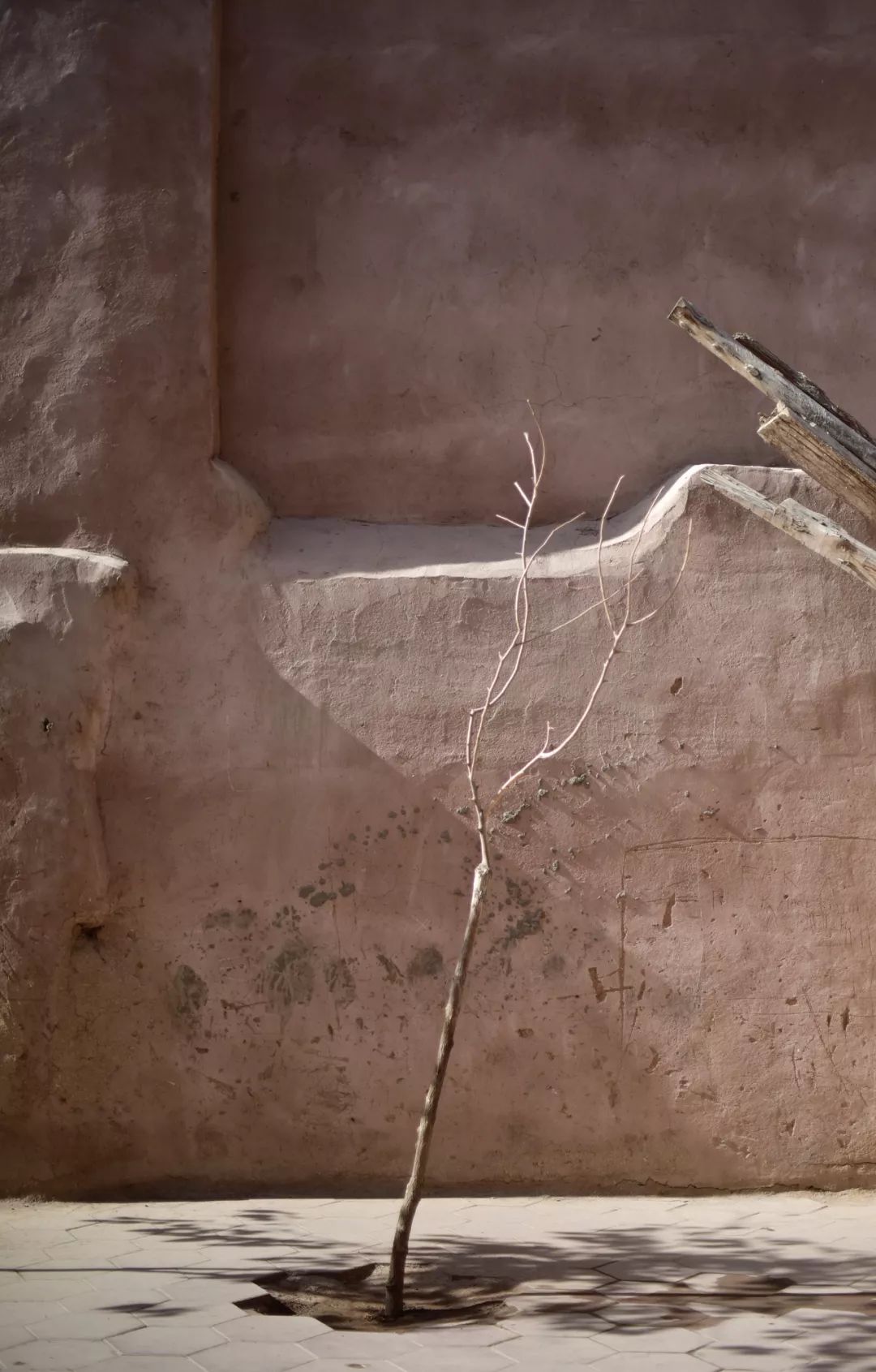 新疆炫富方式是什么,新疆喀什好种的花