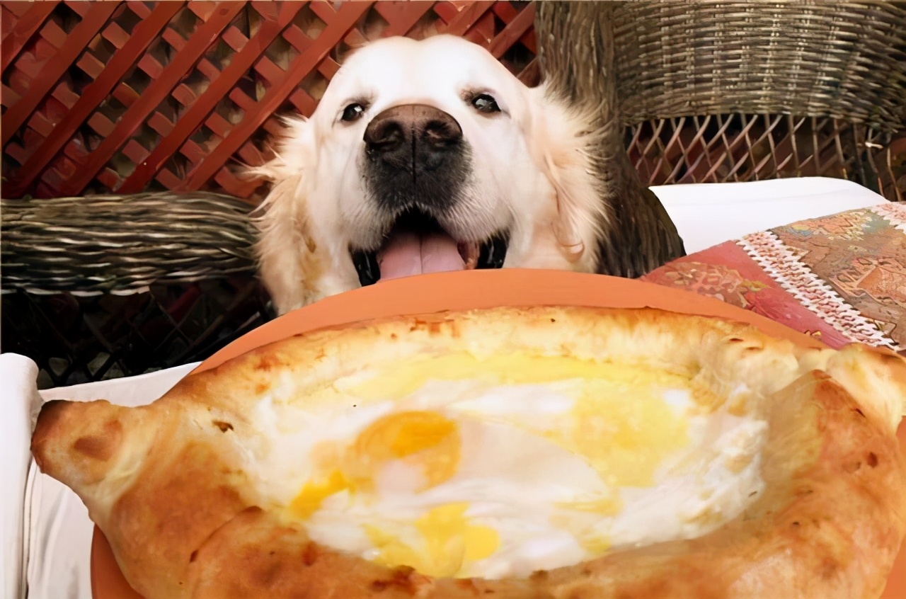 金毛不能吃食物清单,幼犬金毛能吃带咸的食物吗