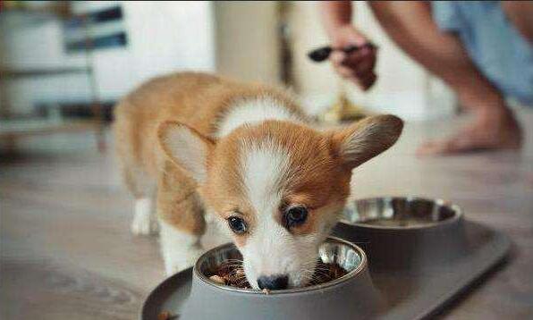 柯基犬喂食大忌,柯基犬喂食禁忌