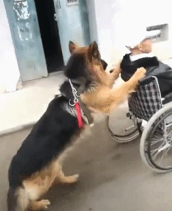 狗界“霸气”的几种狗，家里养一只，小偷不进门