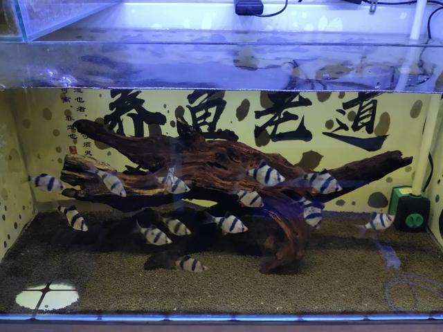 家庭饲养观赏鱼的几个注意事项,第一次养观赏鱼注意事项