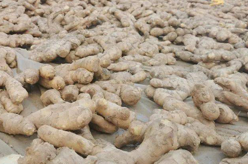 姜贱伤农！5元降至5毛，为何冻烂地里不去收？姜农：不够人工费