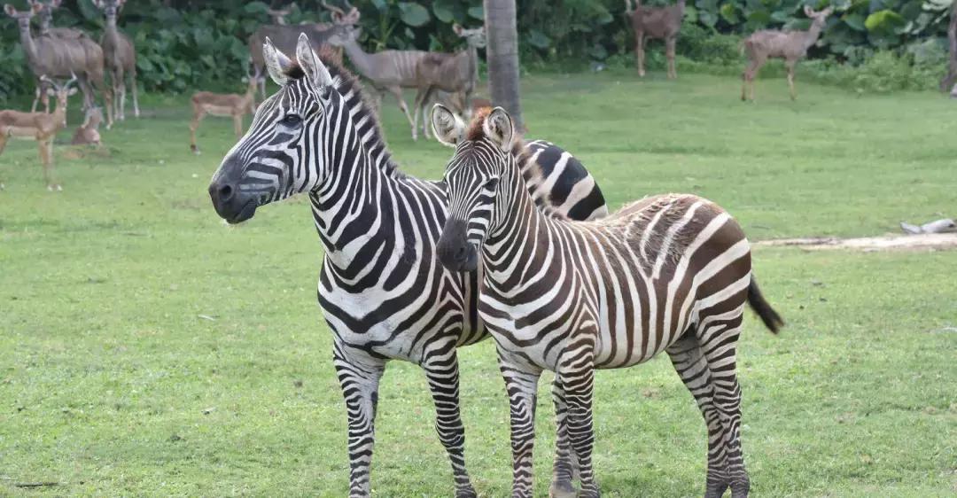 带小婴儿长隆动物园游玩攻略,亲子游玩广州熊猫酒店长隆攻略