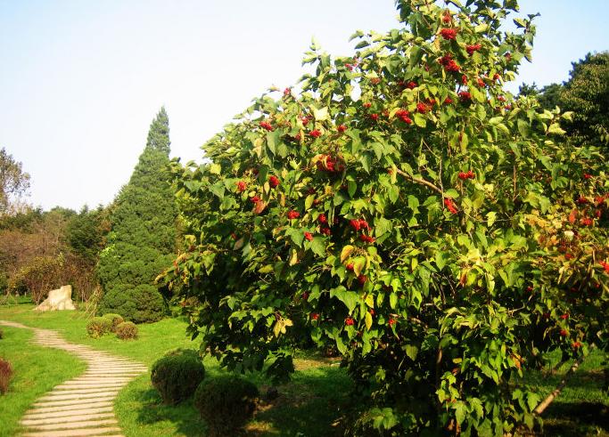 树菠萝种植技术和管理方法,菠萝苗的种植方法和注意事项