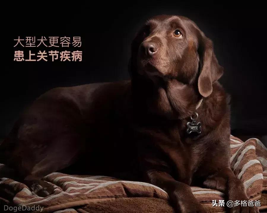 下一个狗年要等几年,下一个狗年还有多少年