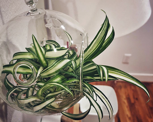 怎样才能使吊兰不黄叶和不烂根,吊兰黄叶烂叶养殖小妙招