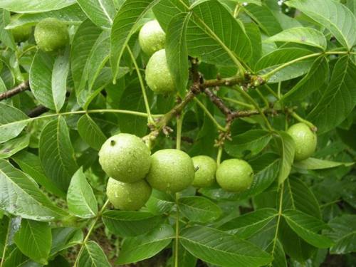 核桃树修剪完成怎样养护,盆栽矮化核桃树怎么养护