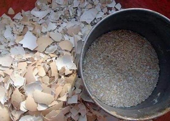 水泡烂苹果，可以喝的“营养液”，干净肥力大，浇啥旺啥，还减肥