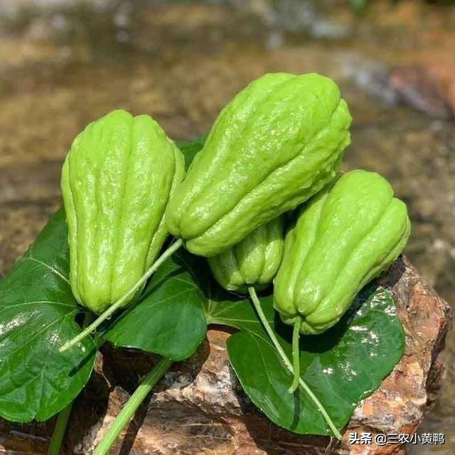 合手瓜怎么煮,可以做菜又可以当水果吃的瓜