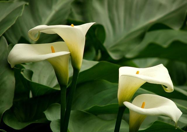 马蹄莲的养殖方法及注意事项,马蹄莲养殖方法与注意事项