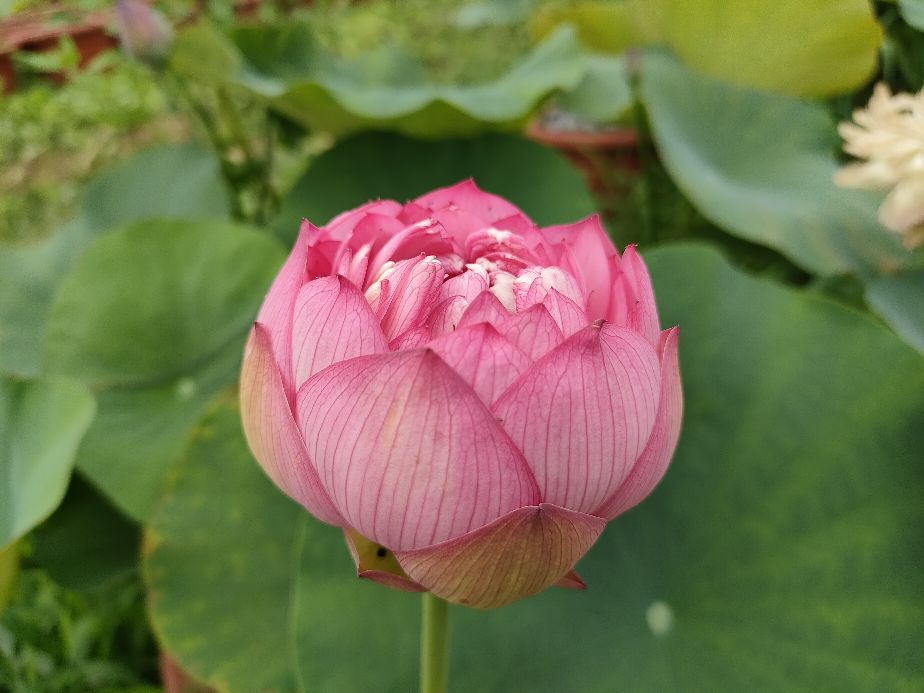 因过竹院逢僧话偷得浮生半日闲,偷得浮生半日闲下一句什么意思