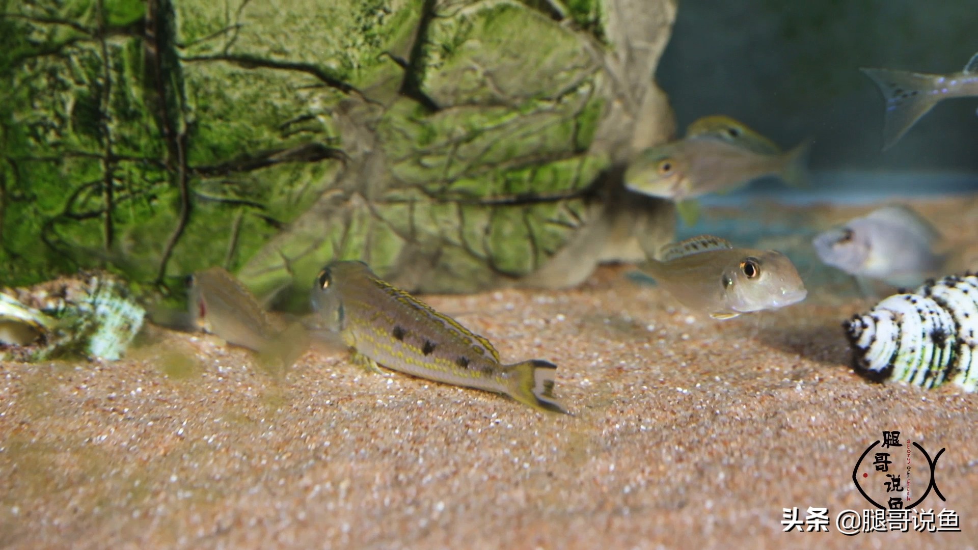 三湖慈鲷蝴蝶鱼含卵,三湖慈鲷孔雀属幼鱼图