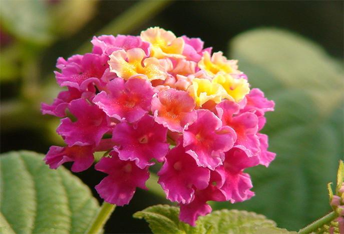 养花施大肥是什么肥,养花用什么垫底花肥最合适