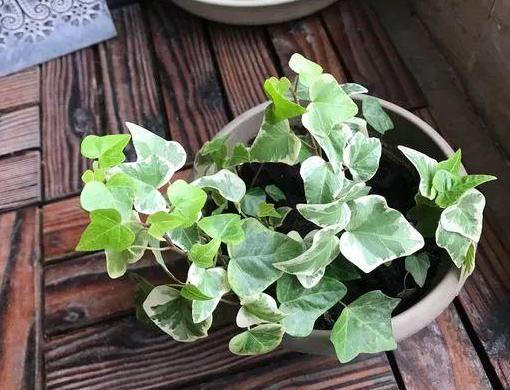 绿植盆栽室内绿萝吊兰,绿萝花卉盆栽除甲醛