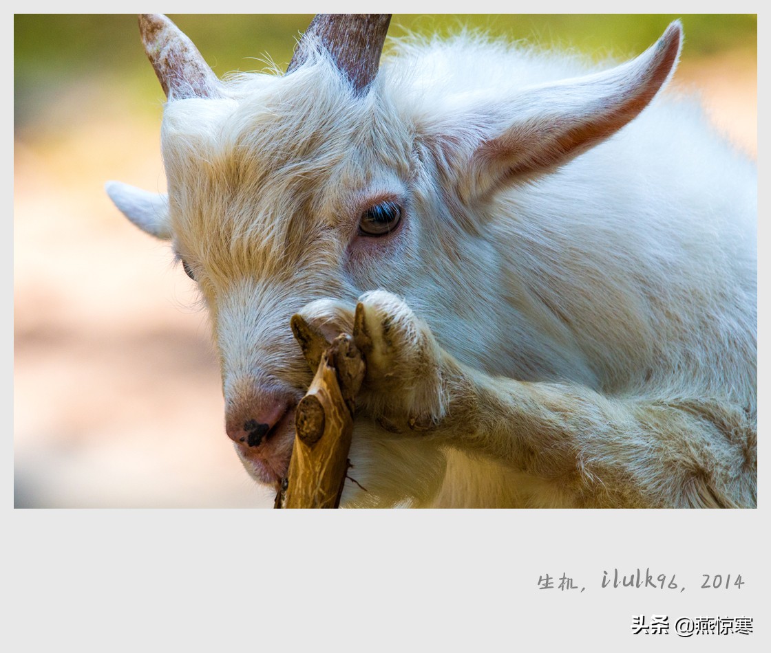 佳能rf24-702.8镜头,推荐几款佳能相机和镜头