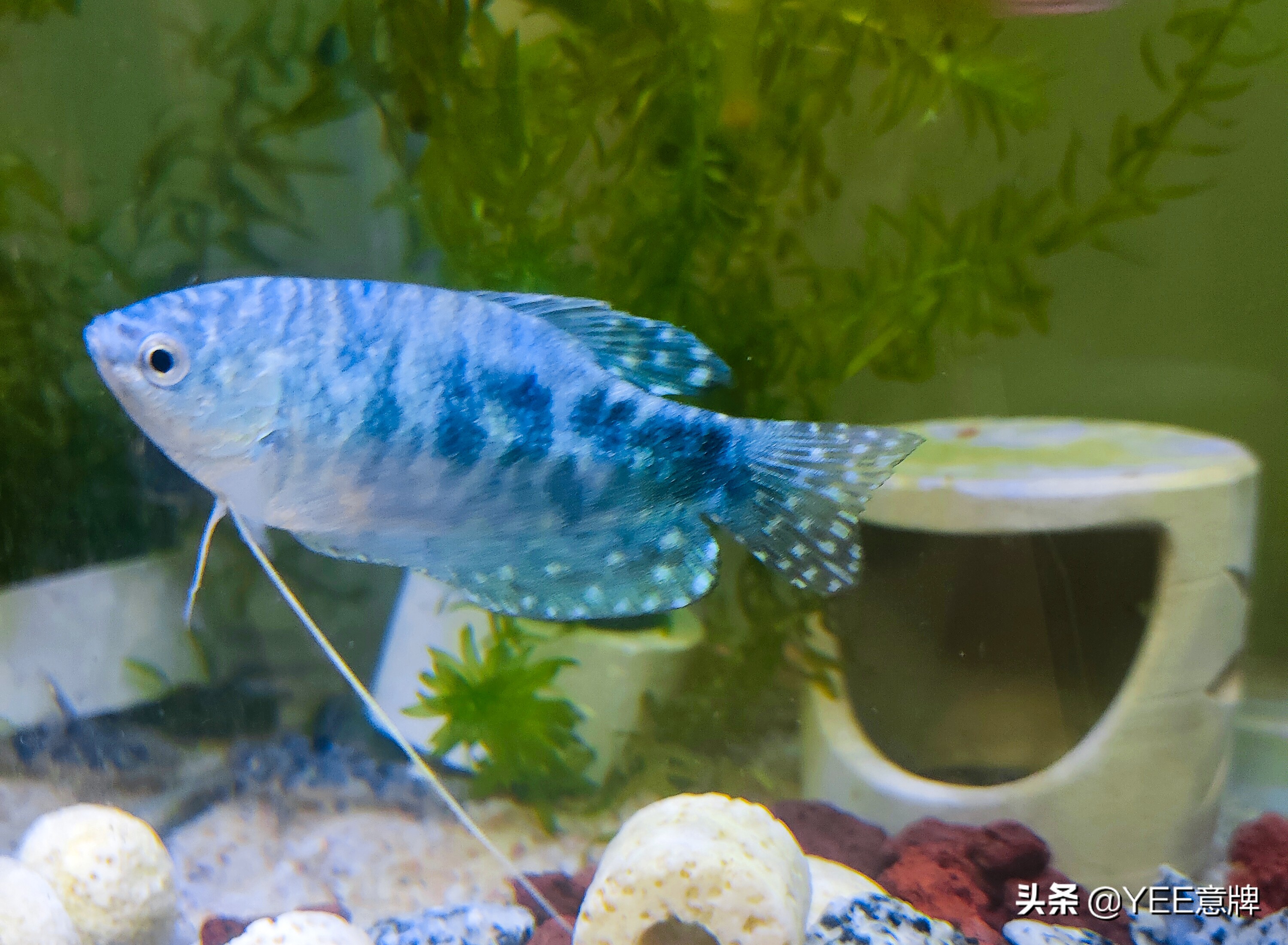 热带鱼硝化盐中毒,观赏鱼硝化细菌放多了有危害么