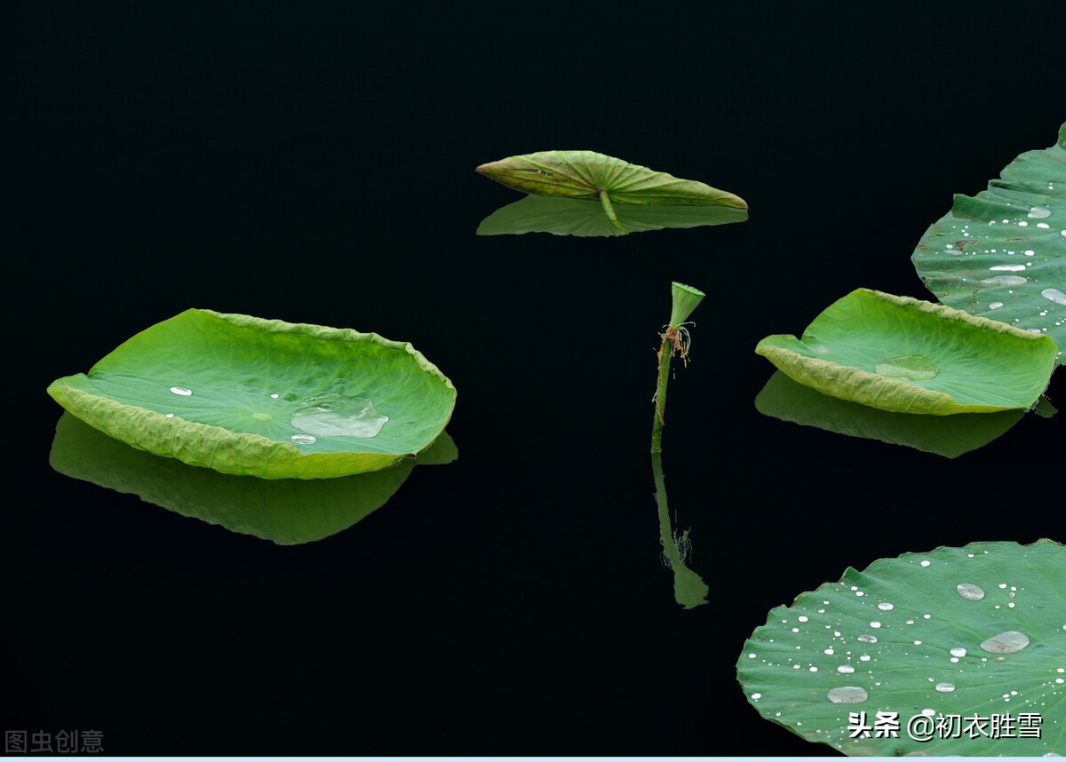 赞美荷叶的优美诗句,荷叶的诗句经典