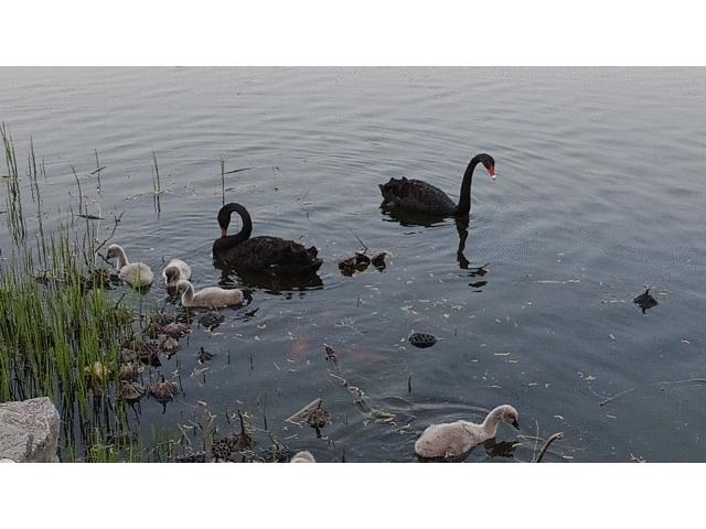 抖音专用云台摄像机,抖音专用防抖便携式的视频摄像机