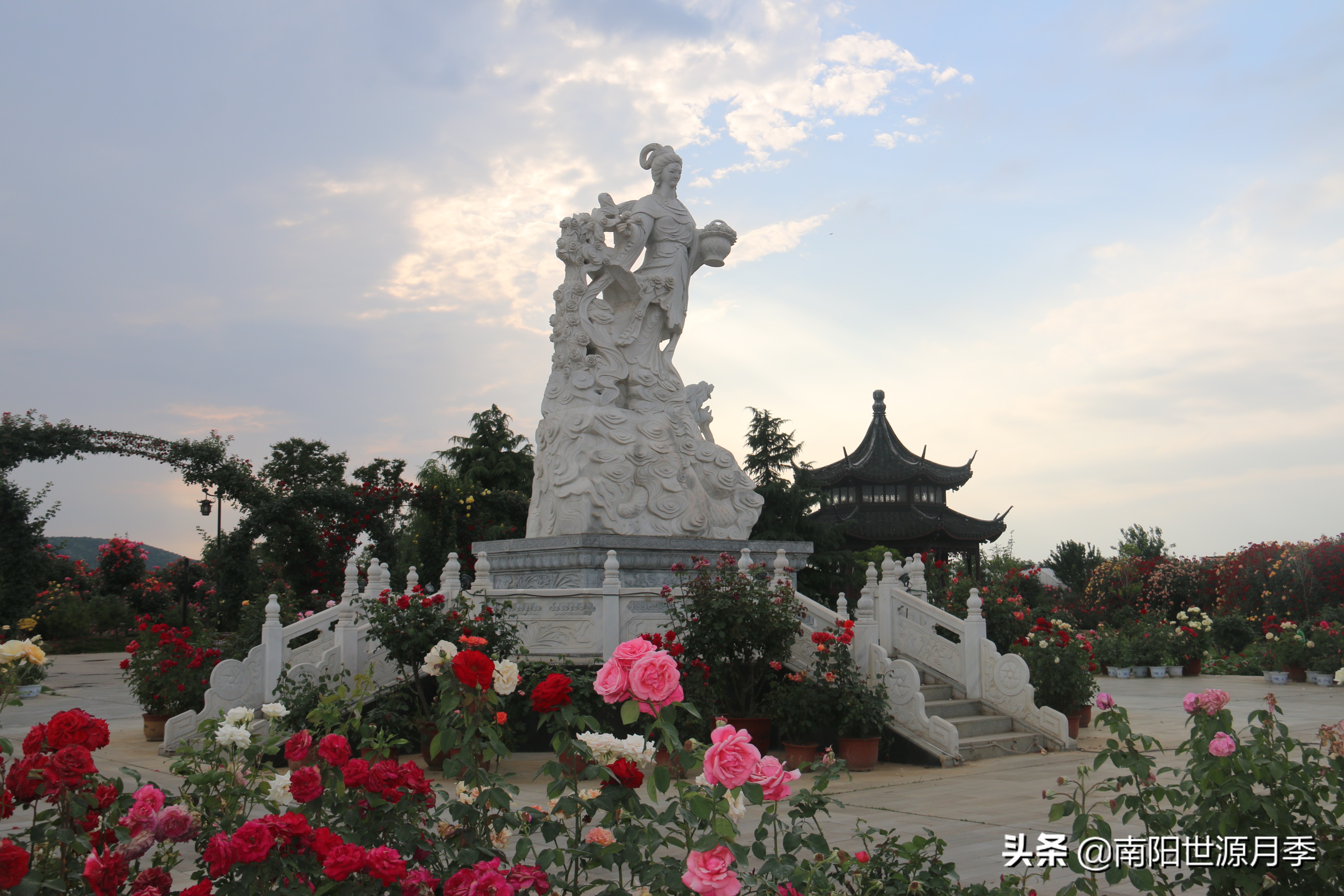 牛气河南,南阳月季基地简介