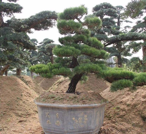 苗价最新行情消息,一类苗涨价