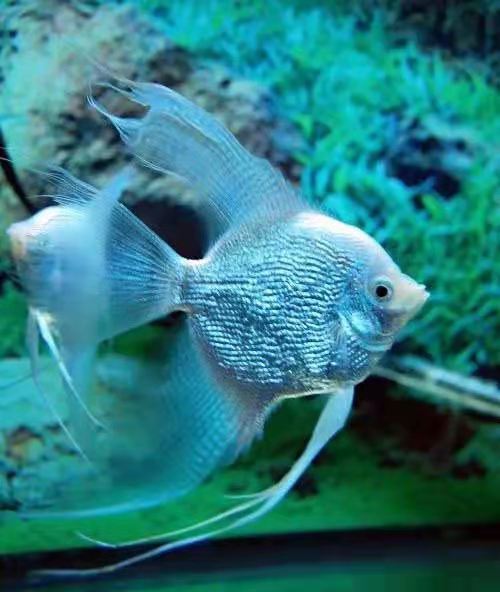 繁殖爆缸的小型观赏鱼,观赏鱼的饲养方法和管理技巧