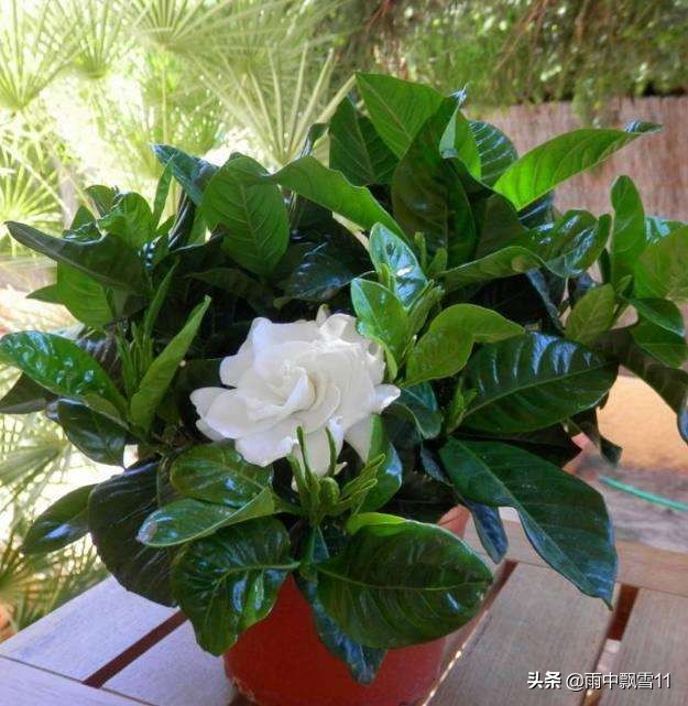 栀子黄叶怎么补救最快方法,栀子叶片发黄是什么原因引起的