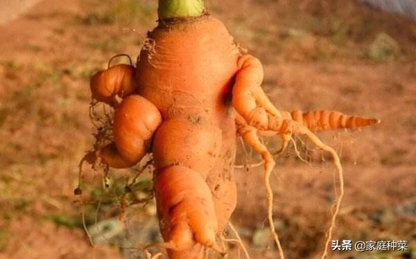 胡萝卜产生“佛手”，虽然看起来很漂亮，却可能导致植株提早死亡