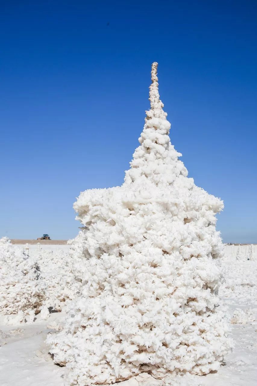 七月的青海湖美翻了,带你了解七月的青海