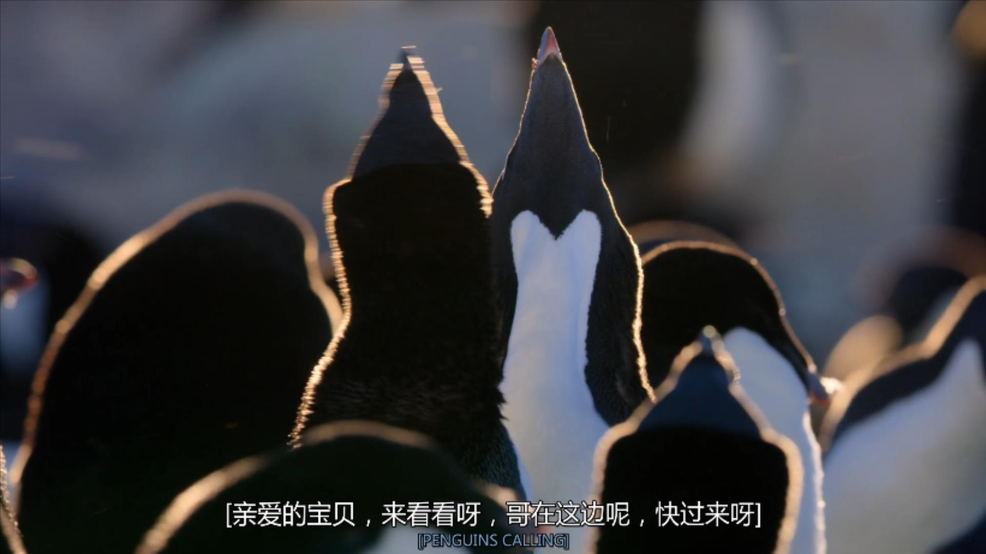 大过年的，被这些小萌萌给笑掉了头