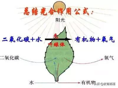 初中生物会考复习计划,初中生物会考复习资料全套