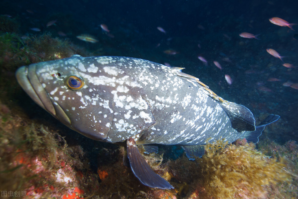 海里的巨型石斑鱼为什么不能吃,石斑鱼吃巨型鲨鱼视频