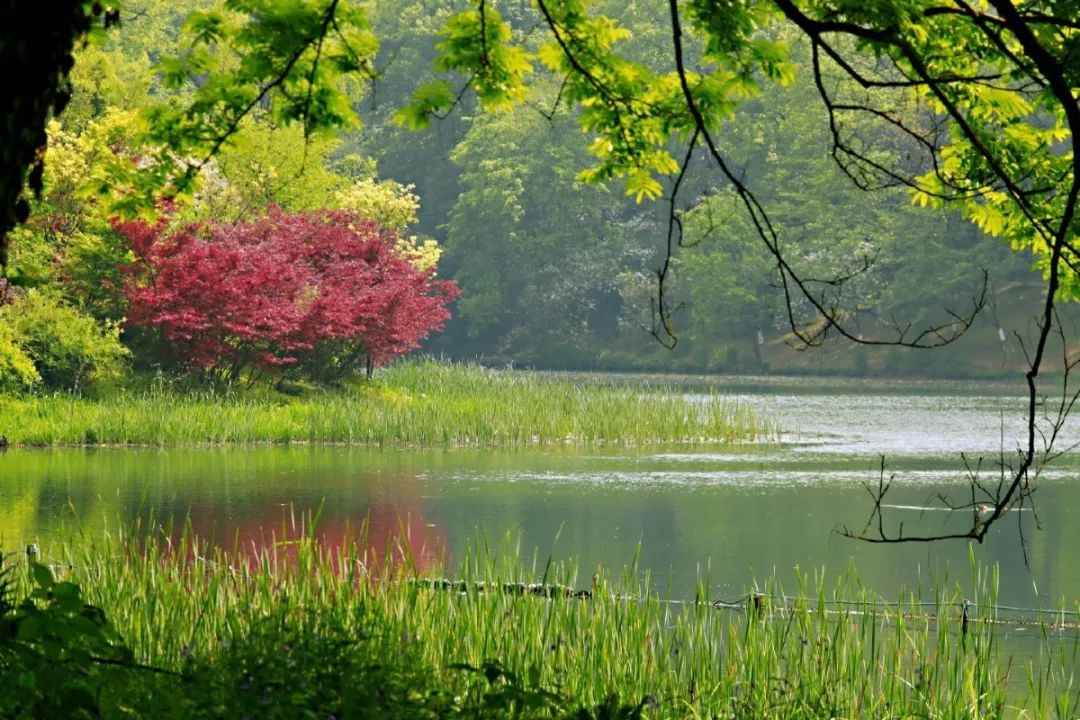 欣赏西湖的全景太美了,西湖美景实在美怎么也看不够