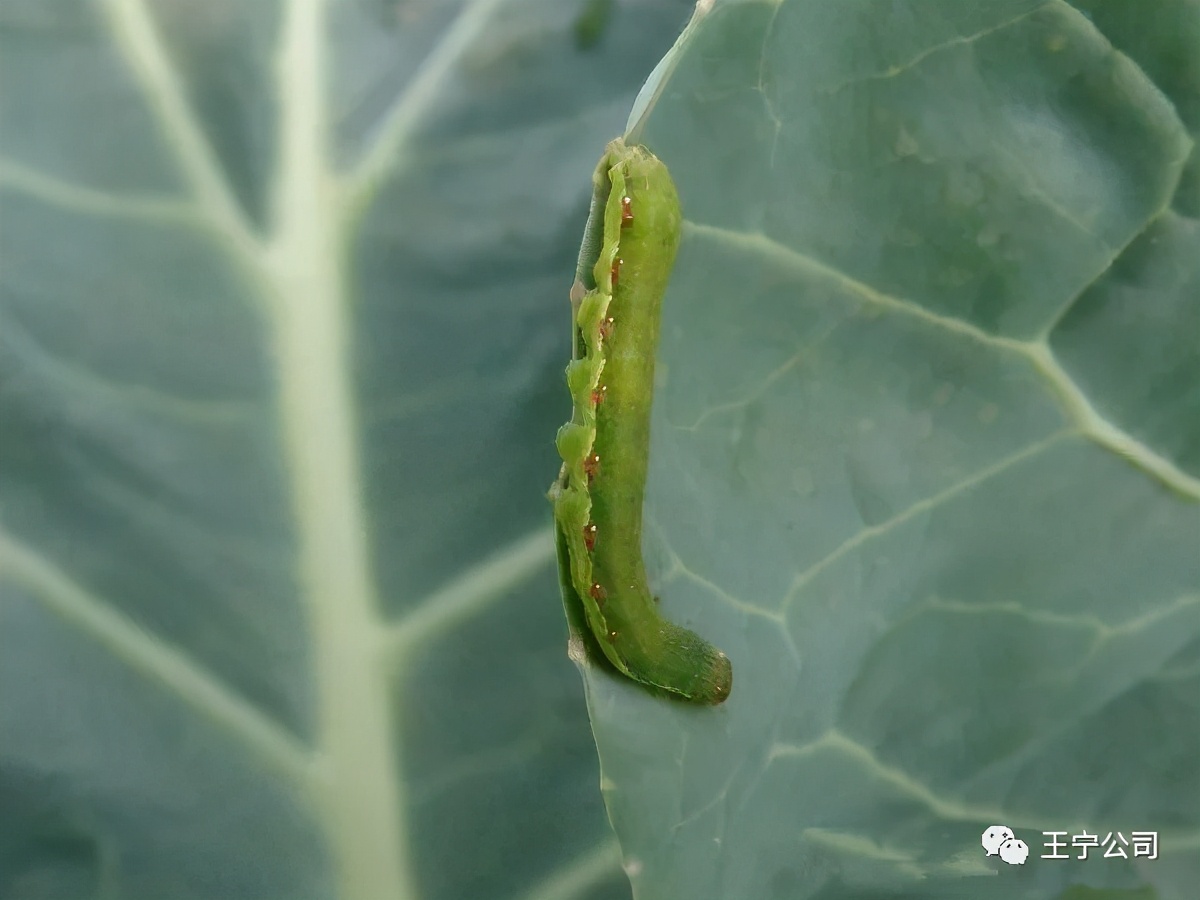 玉米上的虫害打什么药,玉米虫害防治口诀谚语