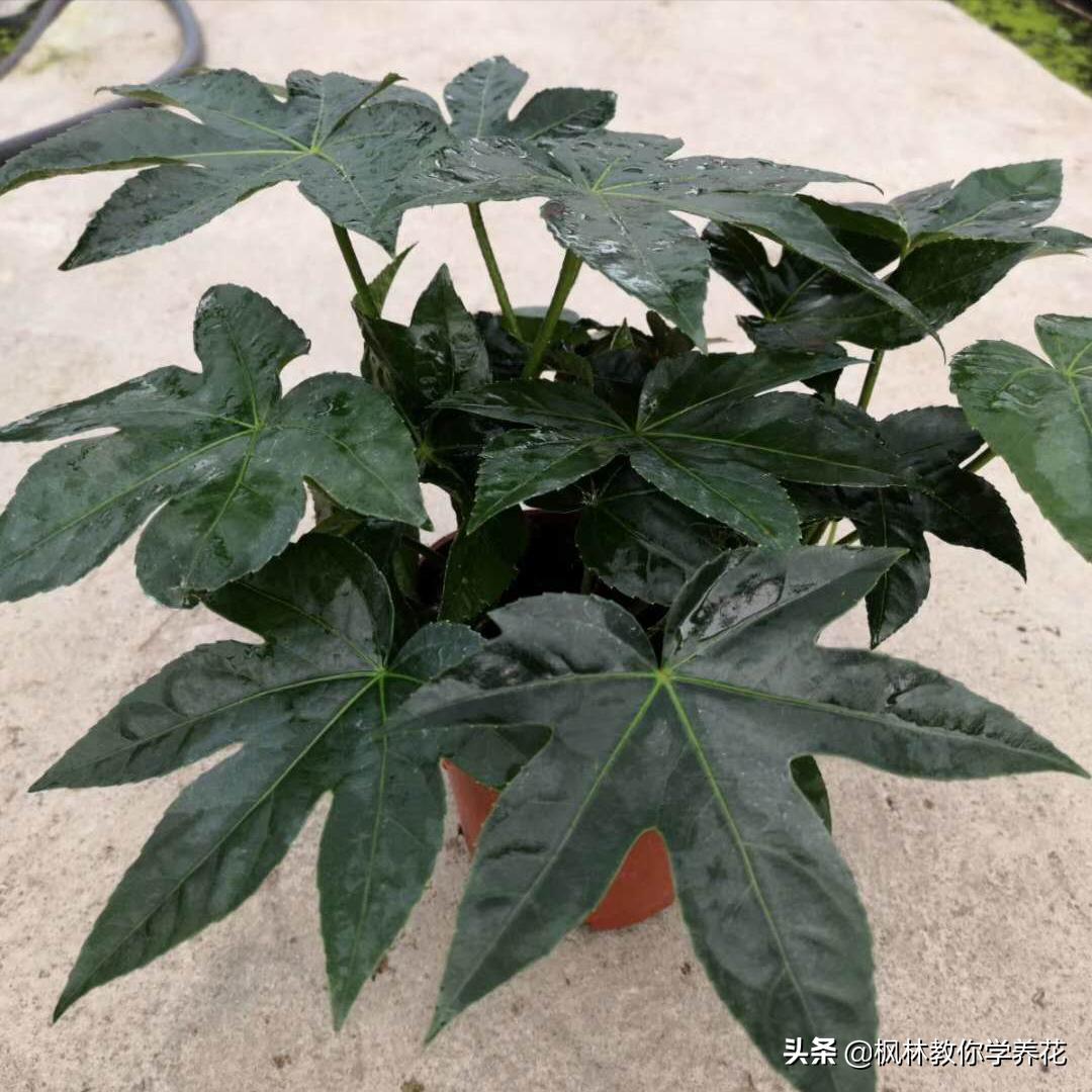 冬季常见花卉有哪些品种,无需刻意养护的花卉品种