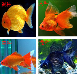 常见的金鱼种类与区别,常见的金鱼图片及名称