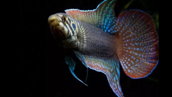 中国斗鱼圆尾和叉尾能杂交吗,圆尾斗鱼和叉尾斗鱼杂交是什么样