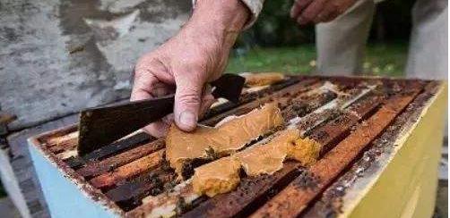 蜜蜂双王群养殖技术,蜜蜂的养殖技术要点