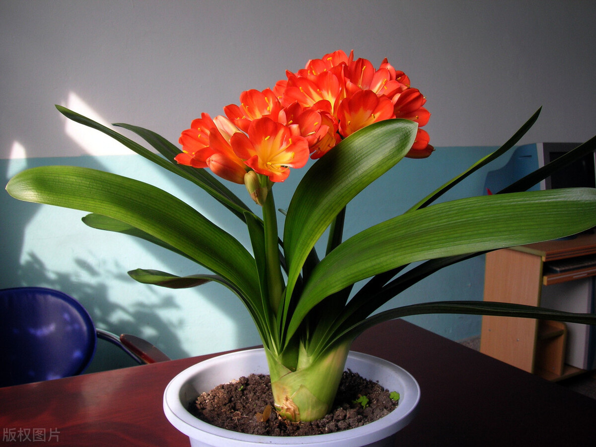 君子兰有六怕你知道吗,君子兰最怕的五种事情