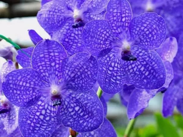 各国国花及花语英文,世界各国的国花资料