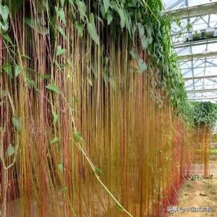 花园必备植物大全,花园常用植物科普